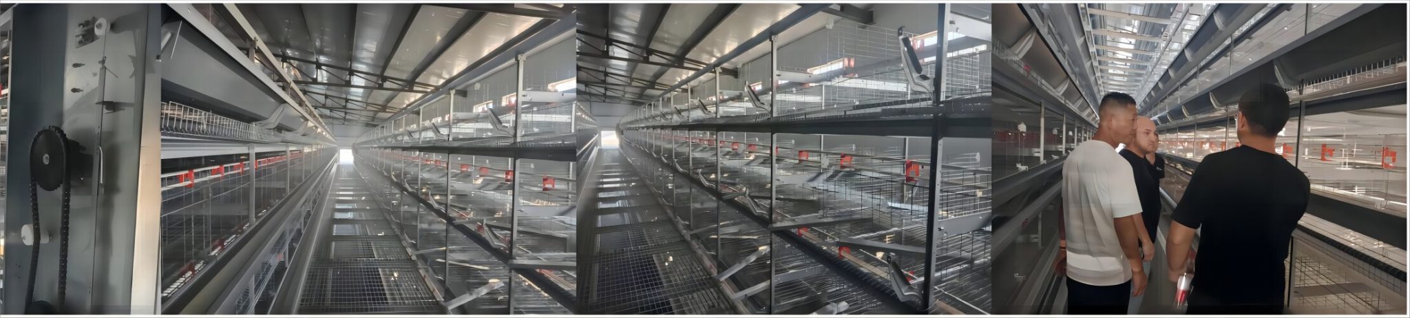 Modular layer cage housing system