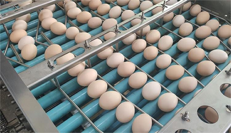 От **лучшего высокопроизводительного egg grader, способного обрабатывать десятки тысяч яиц в час, до компактной egg grading machine для мелких ферм