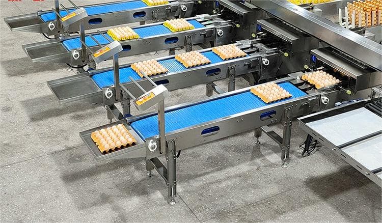От **лучшего высокопроизводительного egg grader, способного обрабатывать десятки тысяч яиц в час, до компактной egg grading machine для мелких ферм